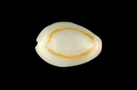 藏品(金環寶螺)的圖片